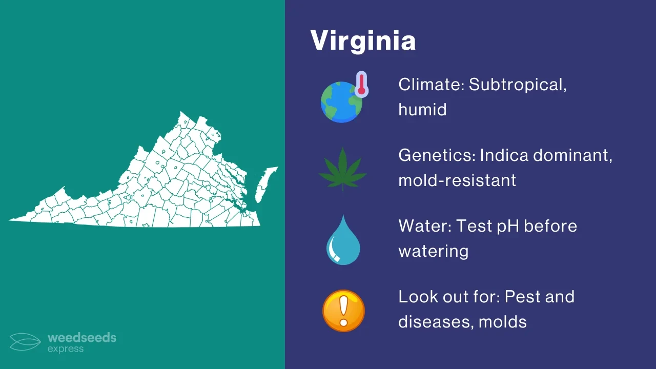 Cannabis Growing Climate in Virginia